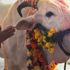 Hint siyasetçi, Hindistan'daki ineklerin sütünde altın bulunduğunu iddia etti