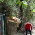 Antalya da 15 erkek alageyik doğaya bırakıldı