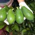 Avokado yağı için AR-GE çalışması Avokado yağı için AR-GE çalışması